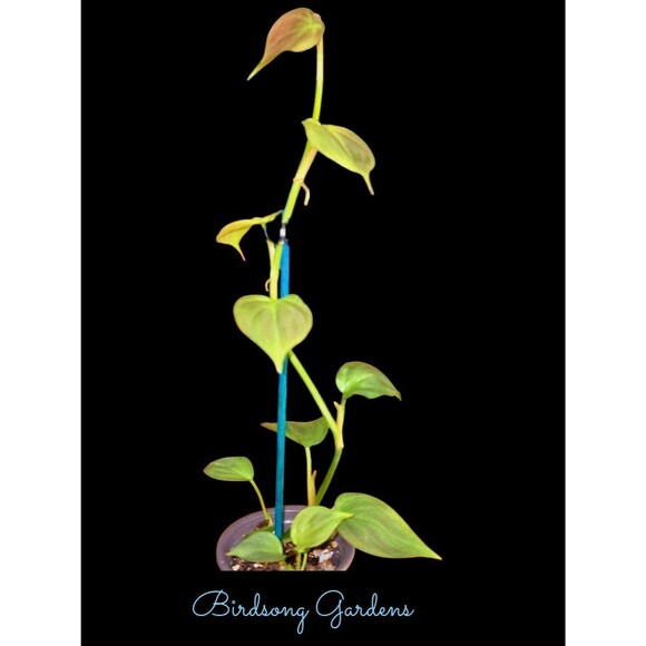 RARE Philodendron Camposportoanum Plant 3" Pot - Picture 1 of 5